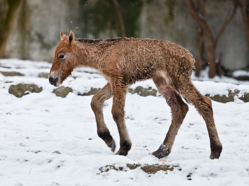 Hříbě krátce po narození ještě není oschlé. Foto Miroslav Bobek, Zoo Praha